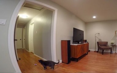 Un chat tente d'attraper un drone !