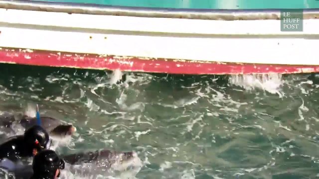 Une mère tente de sauver son bébé dauphin de la capture des hommes