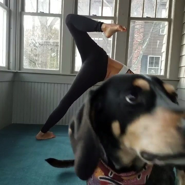 Pas facile de donner des cours de Yoga en ligne quand on a un chien