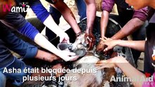 Collée dans un cylindre rempli de goudron, cette chienne a été sauvée de justesse !