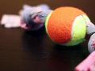 Create a Cute Dog Toy From an Old T-Shirt