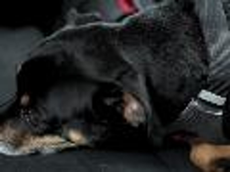 5 Pet-Friendly Road Trip Tips