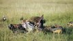 Kruger National Park - Game Reserve - Lion Chases Hyenas off Kill