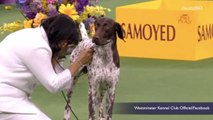 These Are The Confusing New Additions To The Westminster Dog Show