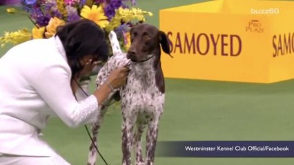 These Are The Confusing New Additions To The Westminster Dog Show