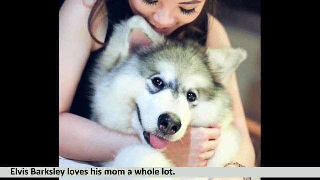 Dog Can't Stop Crying Because His Mom Is Sad