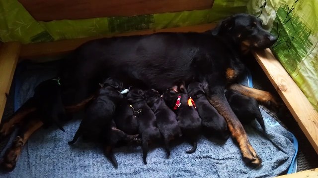 chiots beauceron de ialk des Fidèles Gardiens et Jaeger du Murier de Sordeille