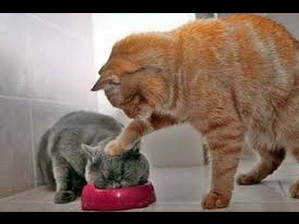 Animals Can Be Jerks - Supercut Compilation Best Funny