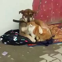 Sürekli kavga edenlere kedi köpek gibiler demeden önce birkez daha düşünün