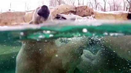 Polar bears play fighting