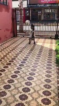 Il pallone è più grande di lui, ma guardate cosa riesce a fare questo piccolino!