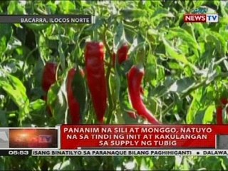 Pananim na sili at monggo, natuyo na sa tindi ng init at kakulangan sa supply ng tubig