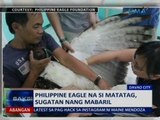 SAKSI: Philippine Eagle na si Matatag, sugatan nang mabaril