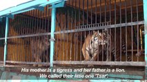 Rare lion-tiger hybrid born in Russian zoo