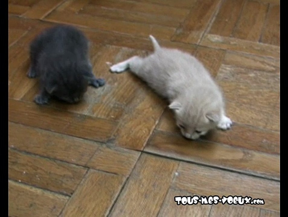 La grande évasion des chatons - joyeux anniversaire, carte anniversaire animée