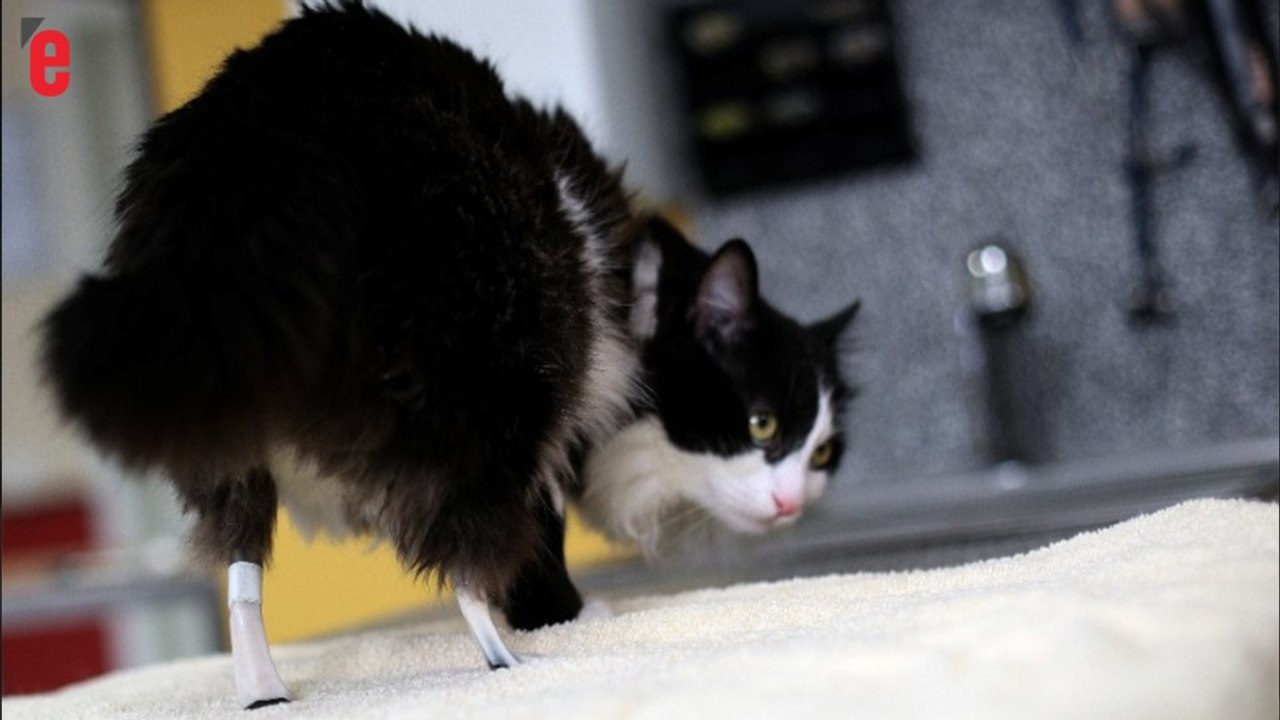 Un chat remarche grâce à des pattes artificielles