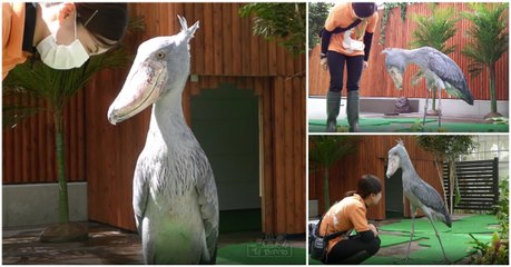 Cegonha invulgar imita docemente os movimentos da sua tratadora