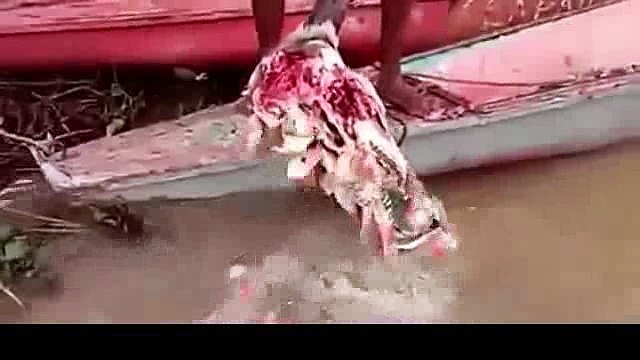 Des piranhas dévorent une tête de taureau à une vitesse folle
