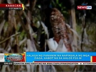 Halaga ng pananim na napinsala ng mga daga sa Kabacan, Cotabato, aabot na sa halos P20-M