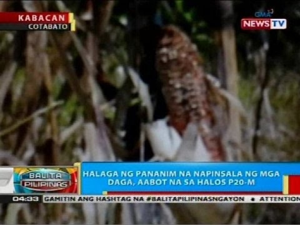 Halaga ng pananim na napinsala ng mga daga sa Kabacan, Cotabato, aabot na sa halos P20-M