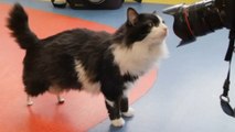 Pooh, The Bionic Cat With Two Prosthetic Legs