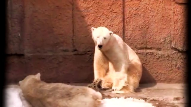 КАК СПАРИВАЮТСЯ БЕЛЫЕ МЕДВЕДИ РАЗМНОЖЕНИЕ ПОЛЯРНЫХ МЕДВЕДИЙ!!!