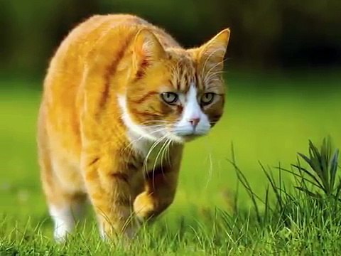 Кошки и люди Кошки показывают нам свою любовь