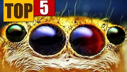 5 COISAS BIZARRAS QUE JA ACONTECERAM NO PLANETA