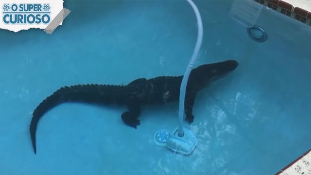 5 COISAS BIZARRAS ENCONTRADAS EM JARDINS