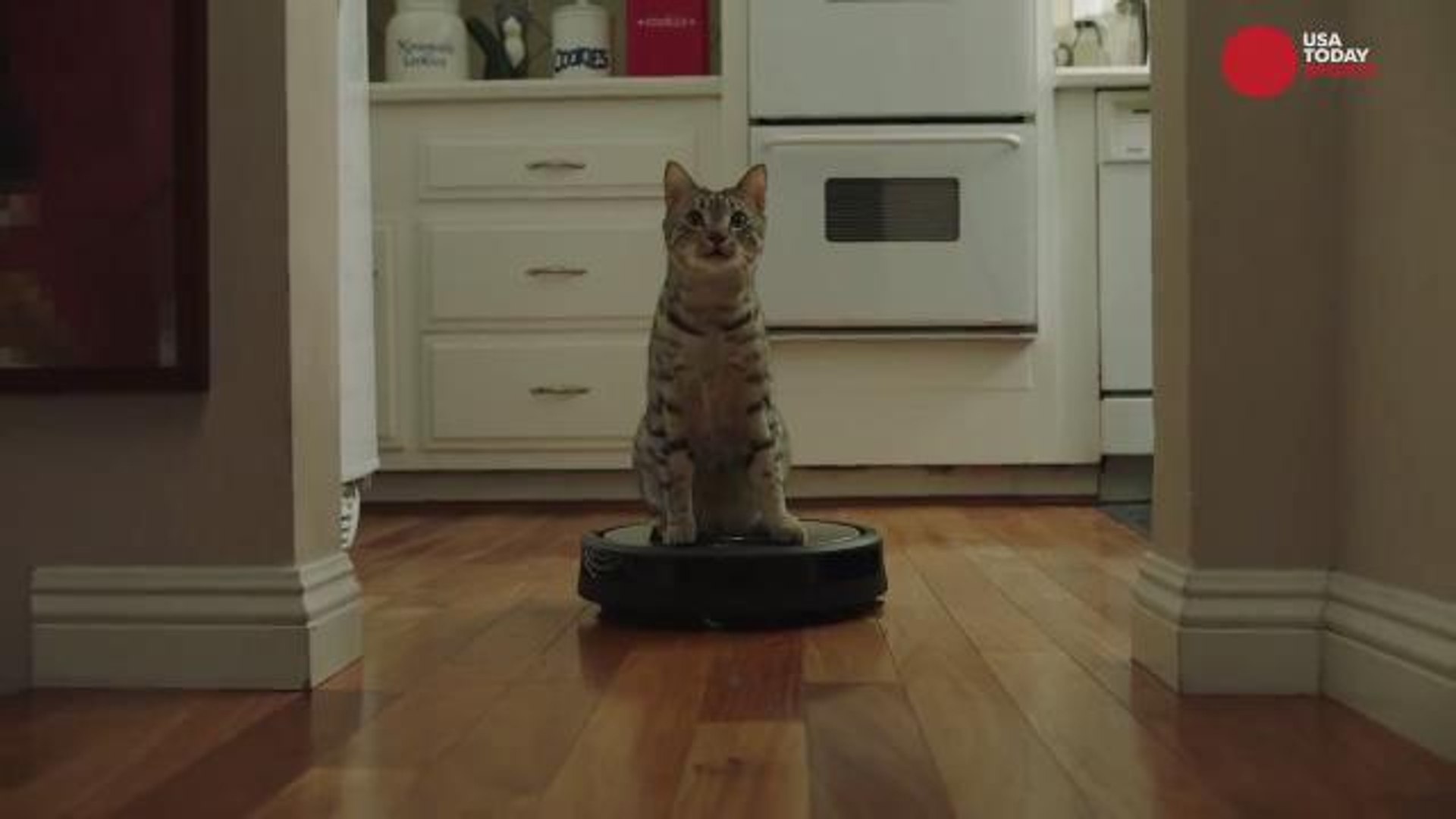 Fresh step commercial shop cat riding roomba