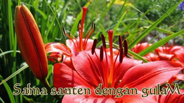 Andy Tielman Kole kole-doxWf085c4M-HD