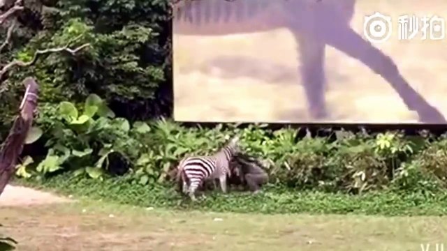 Un employé de zoo attaqué par un zèbre