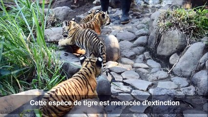 Salvador: des tigres du Bengale, 45 jours apres leur naissance