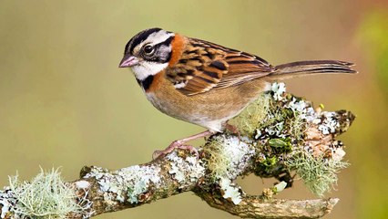 O CANTO DO TICO TICO COM UM LEVE CANTO DO TIZIU AO FUNDO