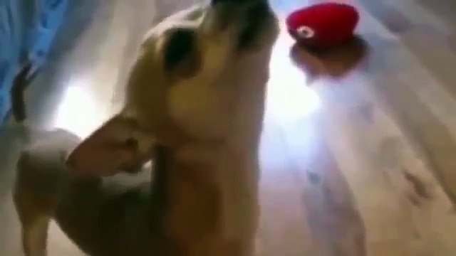 Приколы С Животными Подборка! Смех До Слез! Funny Animals! Laughter to tears!