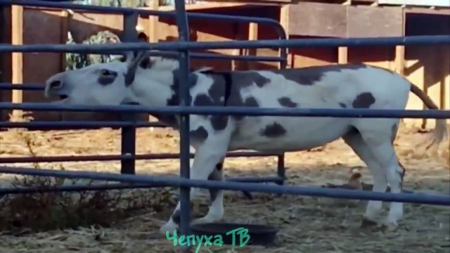 Приколы с животными.Животные отжигают. Лучшая подборка приколов с животными Хит2016