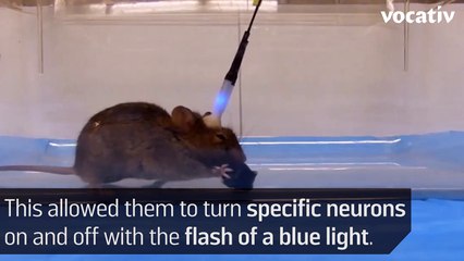 Turn Cute Mice Into Killers With The Flip Of A Switch