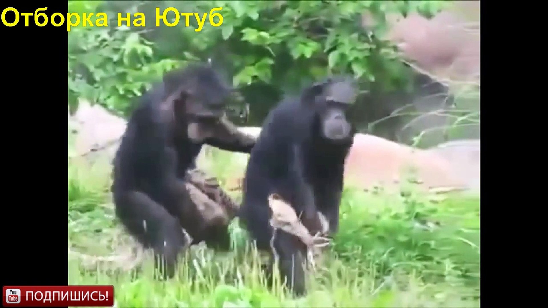 ⁣САМАЯ ЛЮТАЯ ПОДБОРКА ПРИКОЛОВ ЗА  2016 ЛУЧШИЕ ПРИКОЛЫ 2015!!