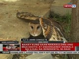 Bahay kung saan nakakulong ang mga exotic at endangered animals na iligal na ibinebenta, ni-raid