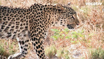 Cheetahs The Latest Animal To Be Screwed By 2016