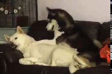 Веселая собака прикол