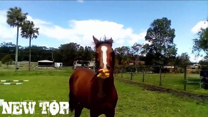 BEST COUB 2017 JANUARY ЛУЧШИЕ ПРИКОЛЫ ПОШЛЫЕ ПРИКОЛЫ Январь 2017