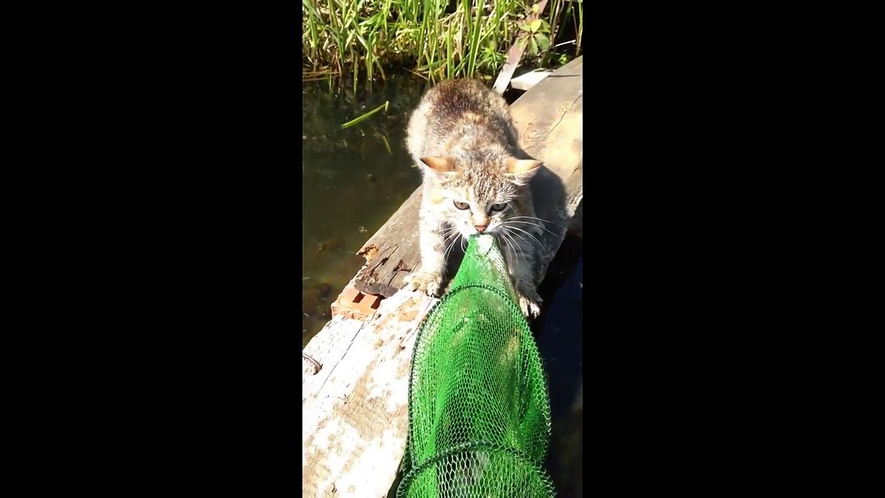 Приколы про животных. Как котэ рыбу воровал. Fun with animals.