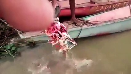 Ja çfarë i bëjnë piranja kokës së demit