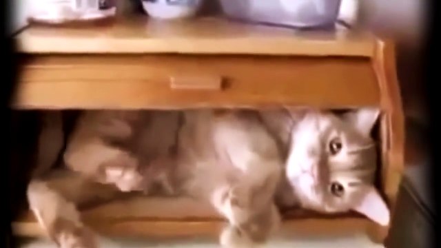 ПРИКОЛЬНЫЙ КОТ В ХЛЕБНИЦЕ! РЖАЧ УГАР ЖЕСТЬ!!!