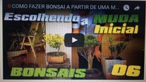 COMO FAZER BONSAI A PARTIR DE UMA MUDA BRUTA- BonsaiCurso #07