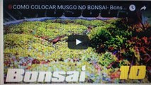 COMO COLOCAR MUSGO NO BONSAI- BonsaiCurso #08