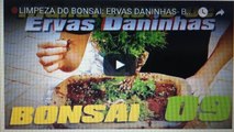 LIMPEZA DO BONSAI- ERVAS DANINHAS- BonsaiCurso #09