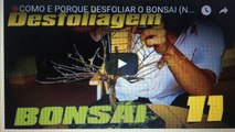 COMO E PORQUE DESFOLIAR O BONSAI (Noções e Demonstração)- BonsaiCurso #10