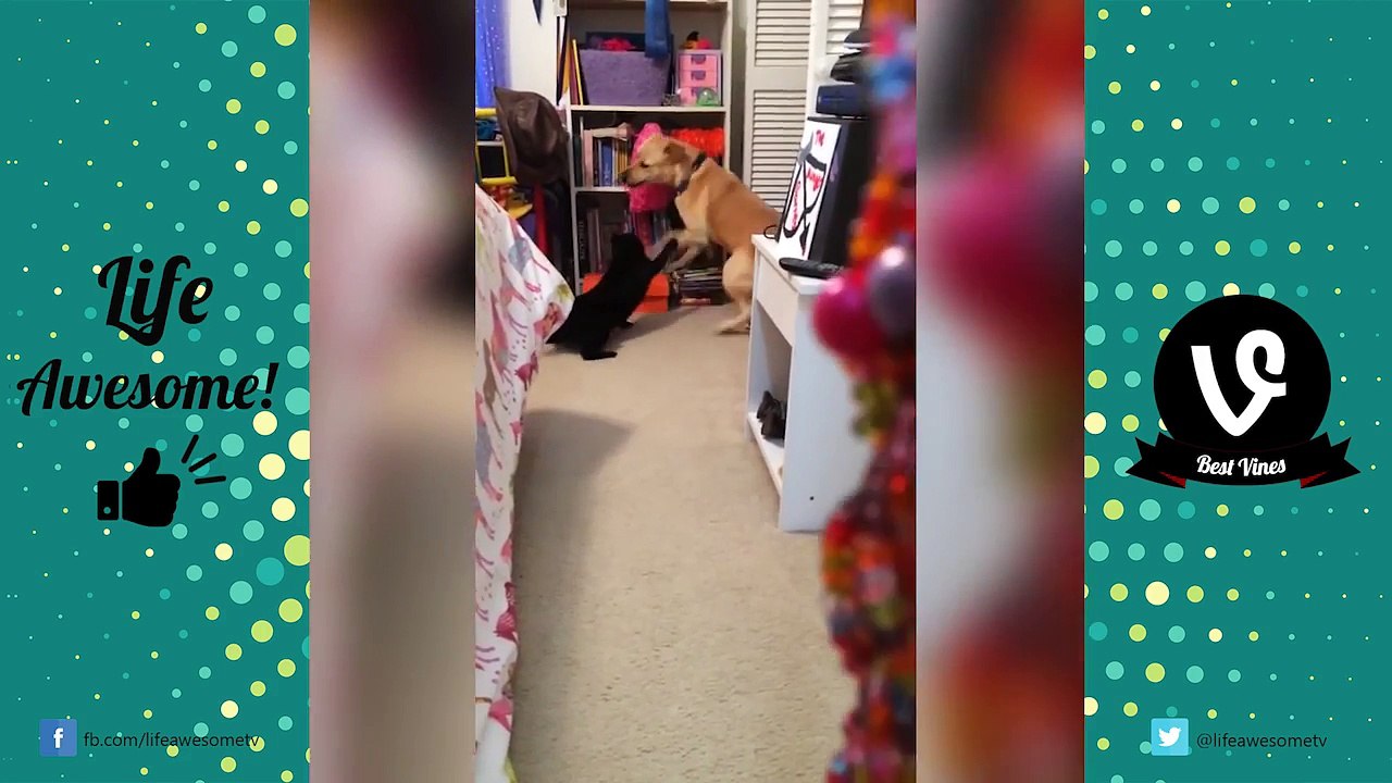 *Life Awesome* FUNNY CAT & DOG FAILS COMPILATION 2017 | Funny Animals Videos 2017